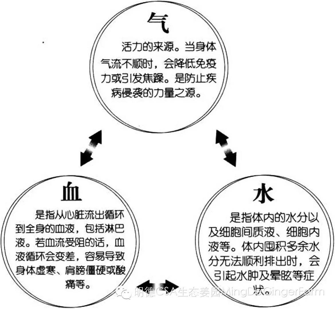 生姜养生法(4)生姜迷人功效大展示，生姜是驱寒食材的首选！-自然医学养生