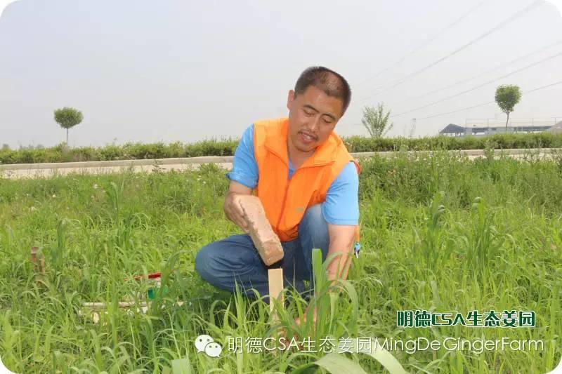 明德CSA生态姜园5月新入股东介绍 原始点志愿者 牛焕义