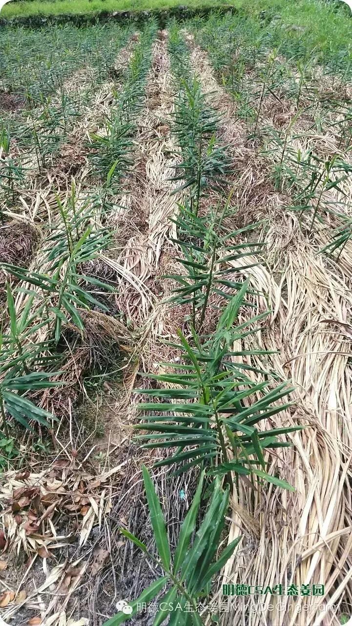 明德CSA生态姜园 浙江 仙居 仁庄村“七不”生态小黄姜成长日志 7月25日