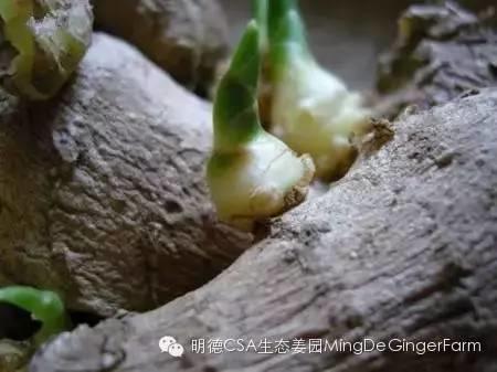 生姜发绿、长芽还能吃吗? 生姜发绿、长芽还能吃吗?