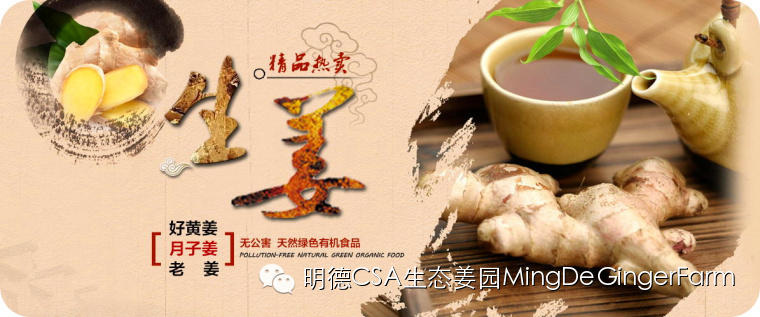 寻找姜园合伙人股东，一起建设原始点特供小黄姜生态姜园