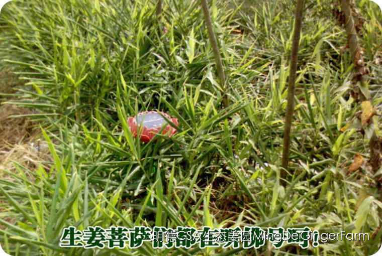 寻找姜园合伙人股东，一起建设原始点特供小黄姜生态姜园
