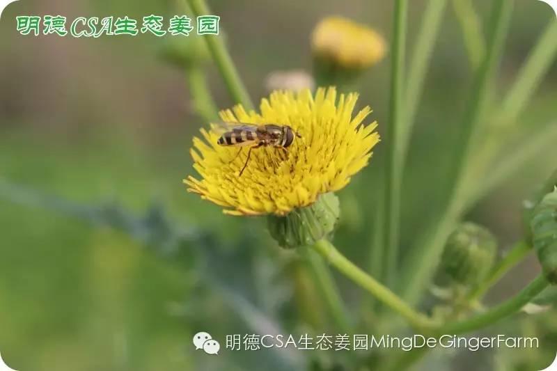 做农业必懂的19个创意流行概念