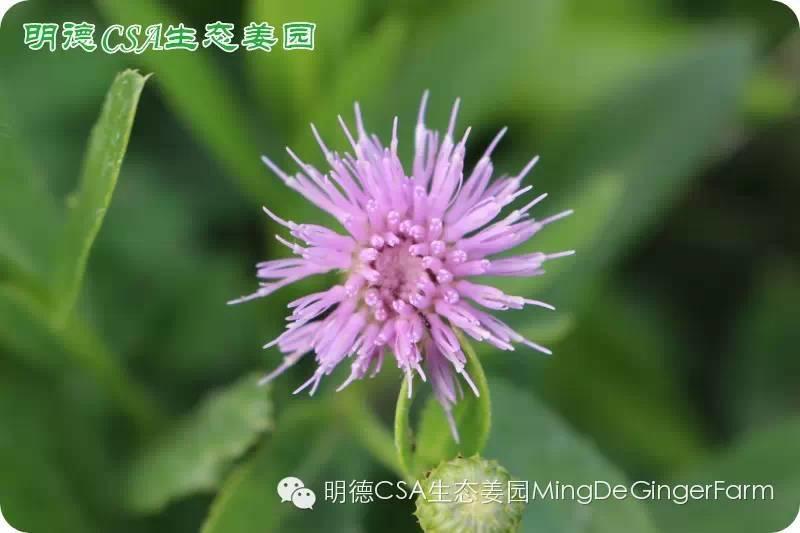 做农业必懂的19个创意流行概念