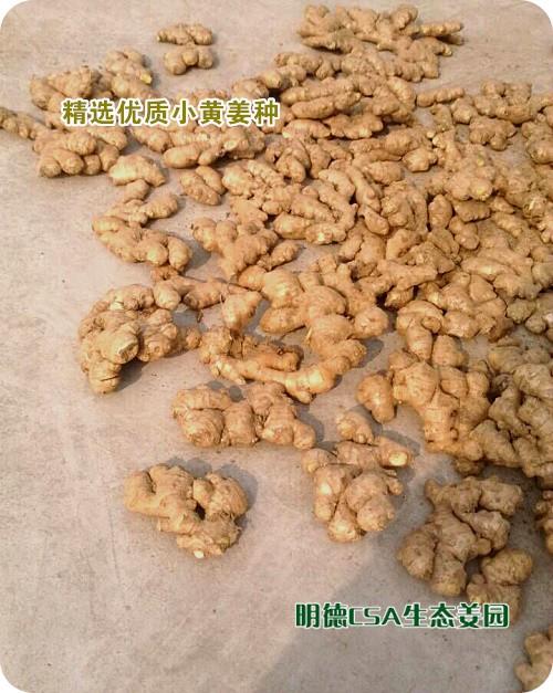 简报：3.5-3.28日 姜园选购 筛选 晾晒姜种3万5千斤