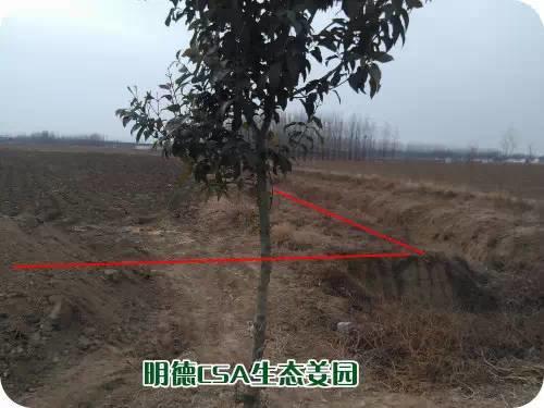 CSA生态姜园的选址：东方圣城曲阜姚村镇现代农业科技示范园