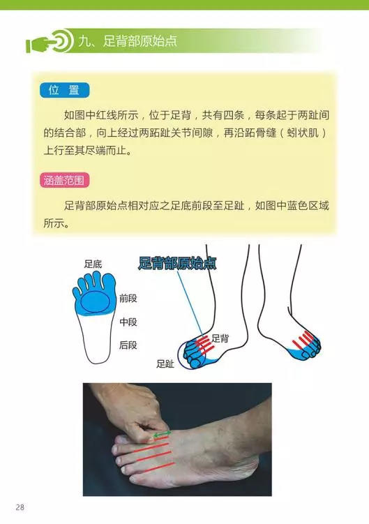 原始点医学手册 电子版(2018年8月第十三版) 原始点医学手册 电子版(2018年8月第十三版)