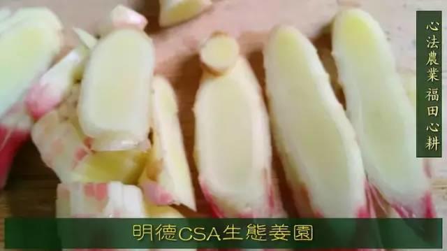 9月新鲜嫩姜新上市了！ ‘七不’生态小黄姜生姜 嫩姜1斤 纯正无污染鲜嫩小土姜 明安心法农业 福田心耕