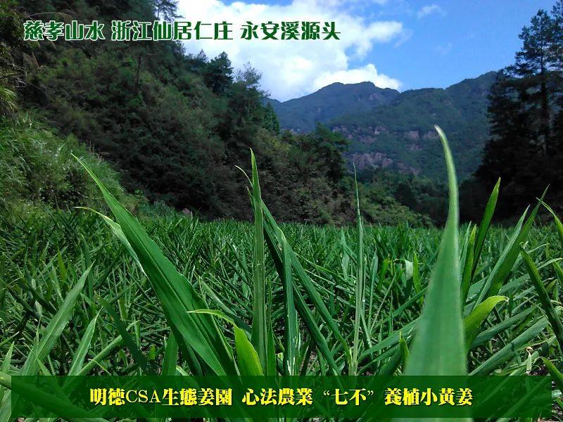 明安'七不'小黄姜 2018姜种1斤 心法农业明德姜园精选培育三代2017年留纯种