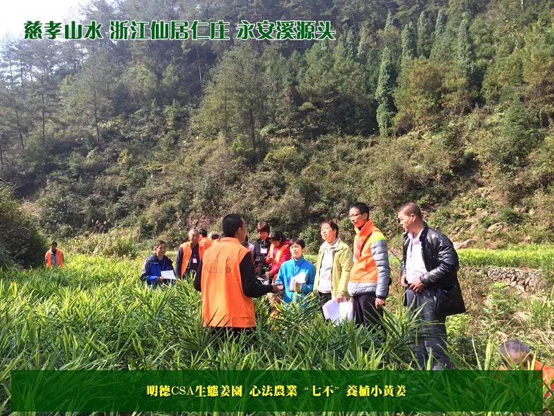 提前订购预售特惠 2019年原始点药用‘七不’小黄姜干姜片1斤 包邮 明德生态姜园心法农业恭制