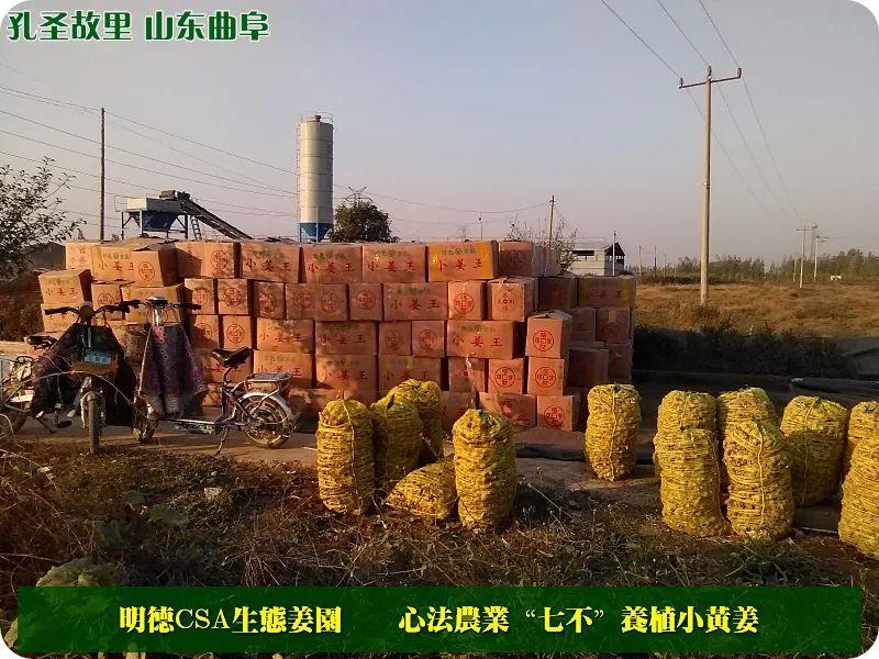 提前订购预售特惠 2019年原始点药用‘七不’小黄姜干姜片1斤 包邮 明德生态姜园心法农业恭制