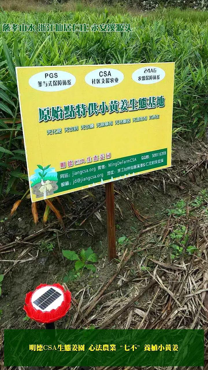 团购 2018.315特制原始点药用‘七不’小黄姜干姜片1斤 包邮 明德生态姜园心法农业恭制