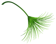 生姜非常实用的用途或许你不知道