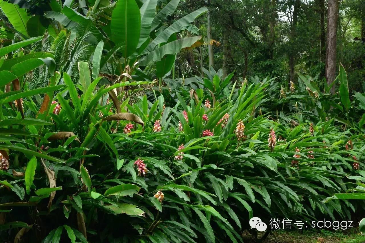 四月姜园 醉美姜花
