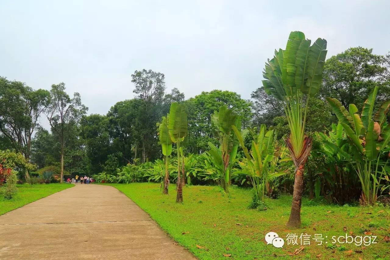 四月姜园 醉美姜花 四月姜园 醉美姜花