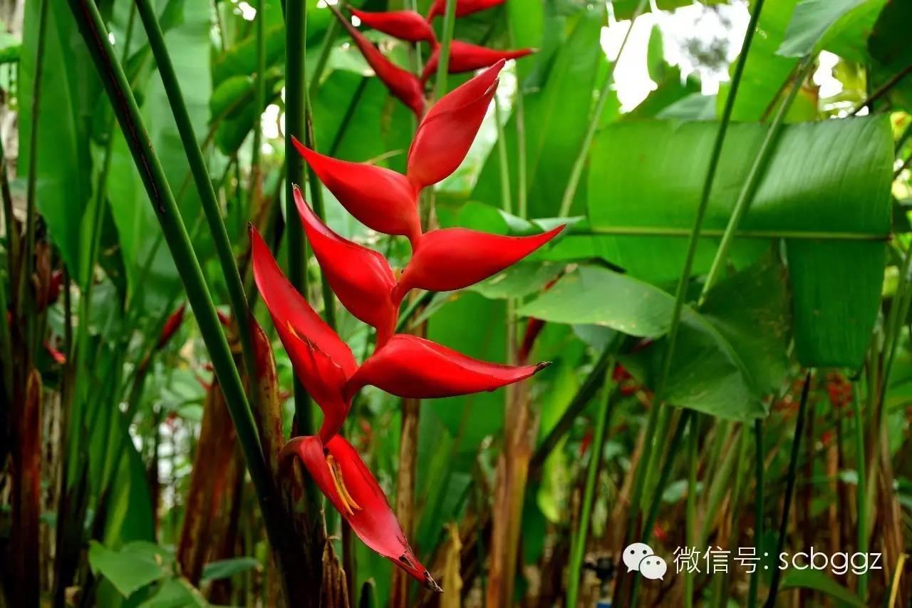 四月姜园 醉美姜花 四月姜园 醉美姜花