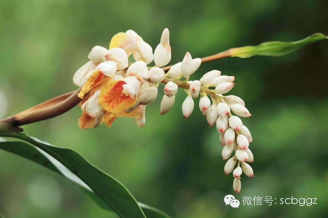 四月姜园 醉美姜花 四月姜园 醉美姜花