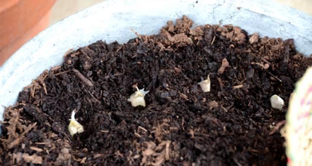 她切了块姜扔到土里，阳台瞬间变菜园，再也不用去买菜！