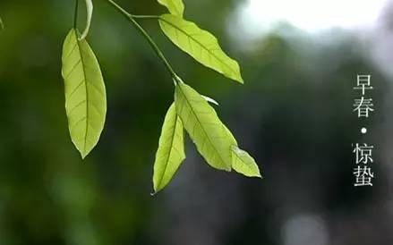 惊蛰的食物,必须有姜!(阳气大动,风邪最盛) 惊蛰的食物,必须有姜!(阳气大动,风邪最盛)