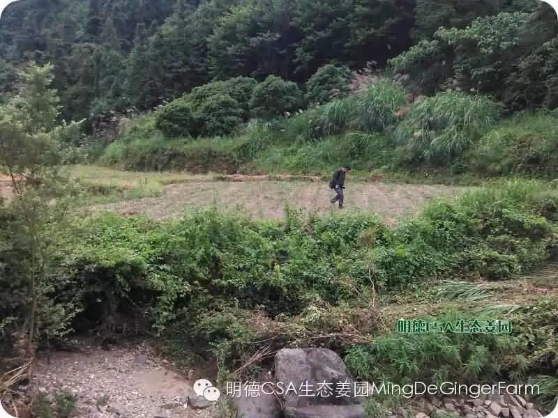 透明溯源 预售定制生态姜园7月新入股东介绍-浙江仙居吴金土