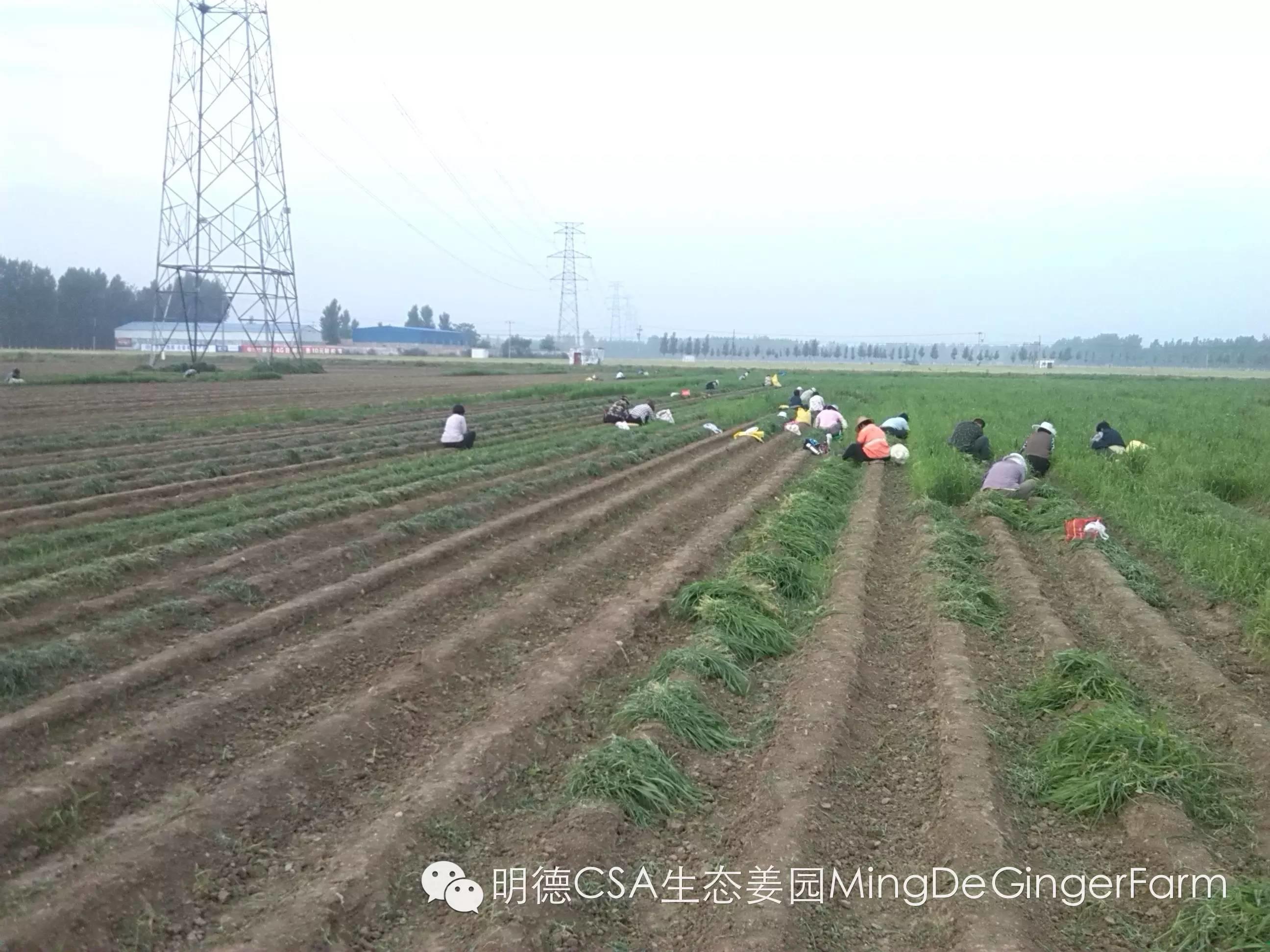明德生态姜园“七不”生态小黄姜鲜姜10斤份额 包邮预售特惠 全年免费代存储 明德生态姜园“七不”生态小黄姜鲜姜10斤份额 包邮预售特惠 全年免费代存储