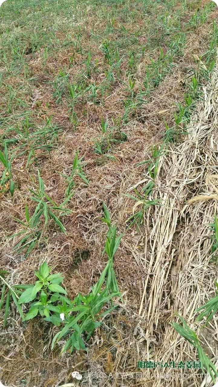 明德CSA生态姜园 浙江 仙居 仁庄村“七不”生态小黄姜成长日志 7月25日