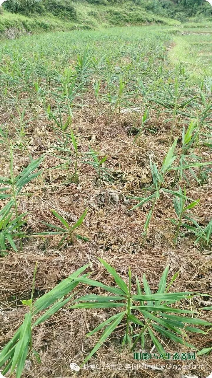 明德CSA生态姜园 浙江 仙居 仁庄村“七不”生态小黄姜成长日志 7月25日