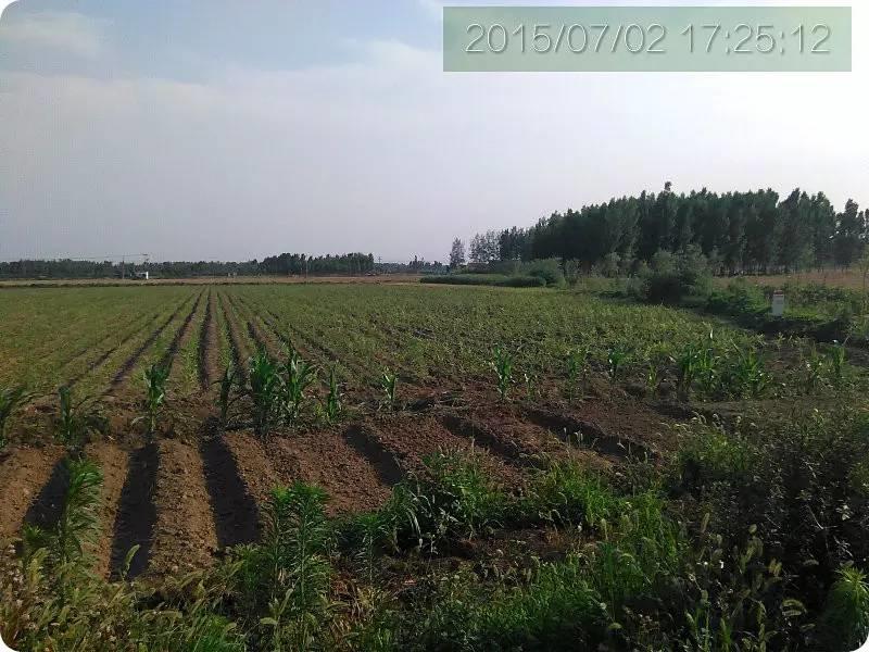 明德CSA生态姜园 姜东土地份额（劳动份额及配送份额）沟垄选购图集