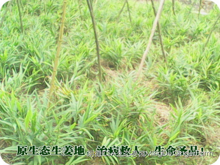 寻找姜园合伙人股东，一起建设原始点特供小黄姜生态姜园