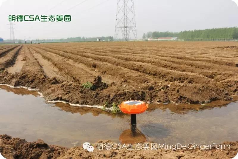 寻找姜园合伙人股东，一起建设原始点特供小黄姜生态姜园