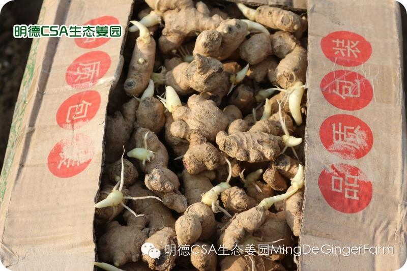 小黄姜种植技术图文详解