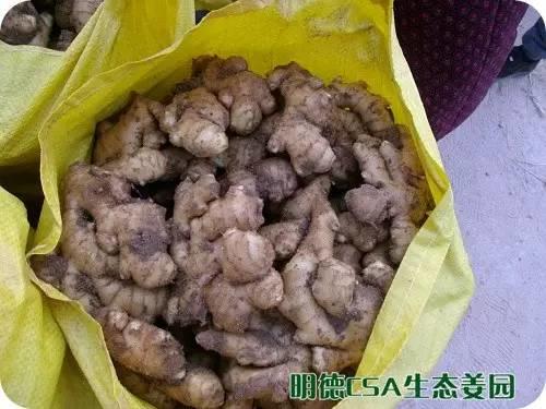 简报：3.5-3.28日 姜园选购 筛选 晾晒姜种3万5千斤