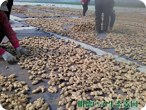简报：3.5-3.28日 姜园选购 筛选 晾晒姜种3万5千斤