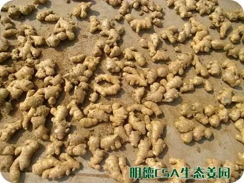 简报：3.5-3.28日 姜园选购 筛选 晾晒姜种3万5千斤