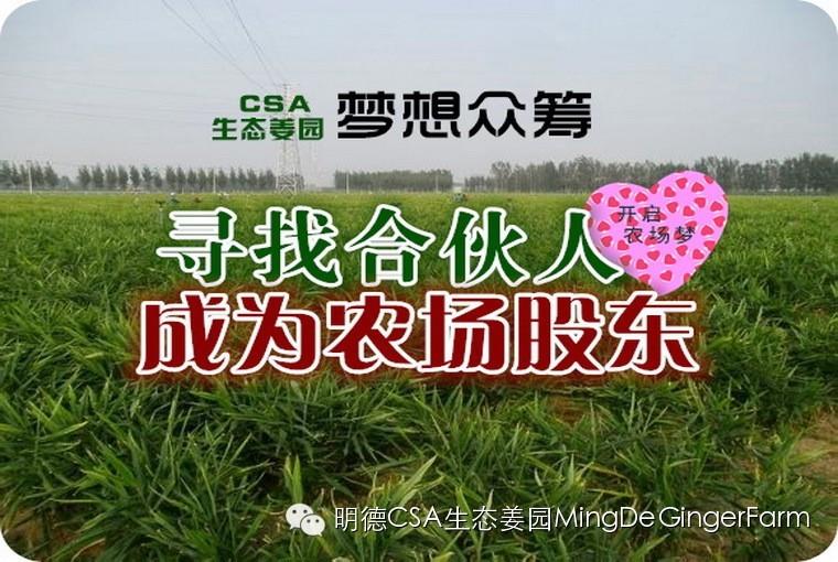 寻找姜园合伙人,邀您一起建设原始点原生态小黄姜农场-七不姜 生姜养生网-明德CSA生态姜园&明安农业