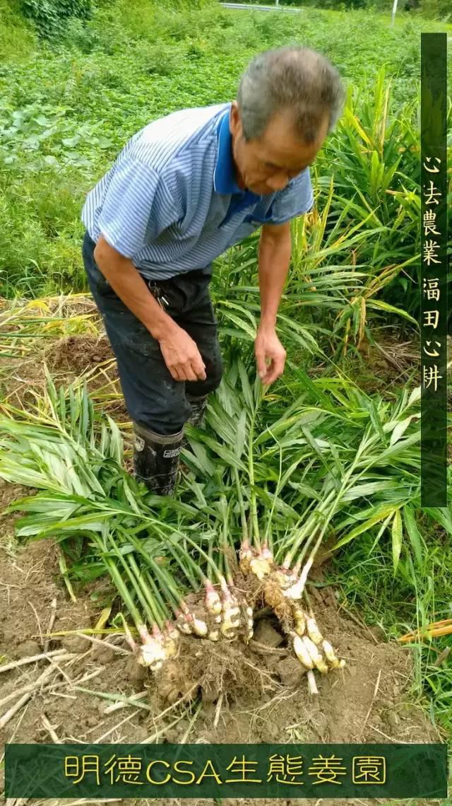 9月新鲜嫩姜新上市了! ‘七不’生态小黄姜生姜 嫩姜1斤 纯正无污染鲜嫩小土姜 明安心法农业 福田心耕 9月新鲜嫩姜新上市了! ‘七不’生态小黄姜生姜 嫩姜1斤 纯正无污染鲜嫩小土姜 明安心法农业 福田心耕