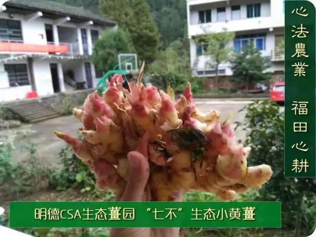 9月新鲜嫩姜新上市了! ‘七不’生态小黄姜生姜 嫩姜1斤 纯正无污染鲜嫩小土姜 明安心法农业 福田心耕 9月新鲜嫩姜新上市了! ‘七不’生态小黄姜生姜 嫩姜1斤 纯正无污染鲜嫩小土姜 明安心法农业 福田心耕