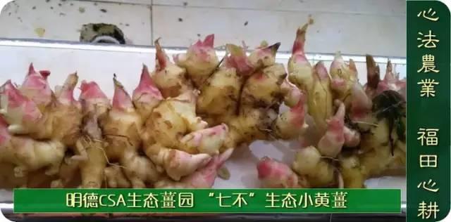 9月新鲜嫩姜新上市了! ‘七不’生态小黄姜生姜 嫩姜1斤 纯正无污染鲜嫩小土姜 明安心法农业 福田心耕 9月新鲜嫩姜新上市了! ‘七不’生态小黄姜生姜 嫩姜1斤 纯正无污染鲜嫩小土姜 明安心法农业 福田心耕