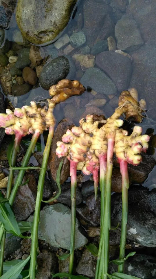 9月新鲜嫩姜新上市了! ‘七不’生态小黄姜生姜 嫩姜1斤 纯正无污染鲜嫩小土姜 明安心法农业 福田心耕 9月新鲜嫩姜新上市了! ‘七不’生态小黄姜生姜 嫩姜1斤 纯正无污染鲜嫩小土姜 明安心法农业 福田心耕