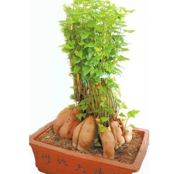 生姜就是“富贵竹”,拿剩菜做盆栽,美爆了 生姜就是“富贵竹”,拿剩菜做盆栽,美爆了