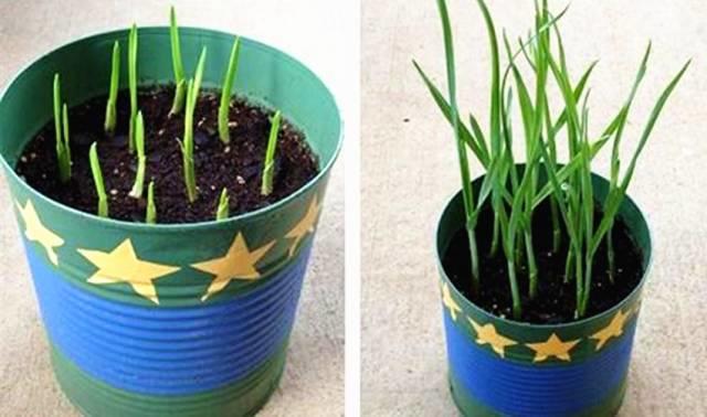 她切了块姜扔到土里，阳台瞬间变菜园，再也不用去买菜！