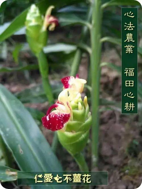 家里种生姜,全家都安康! 盆栽姜 有竹韵! 家里种生姜,全家都安康! 盆栽姜 有竹韵!