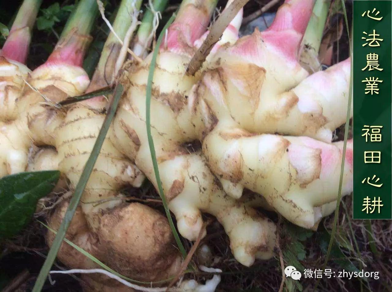 你了解原始点内热源 姜(薑)的种类和应用吗? 你了解原始点内热源 姜(薑)的种类和应用吗?