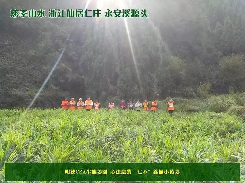 心法农业“七不”小黄姜 介绍