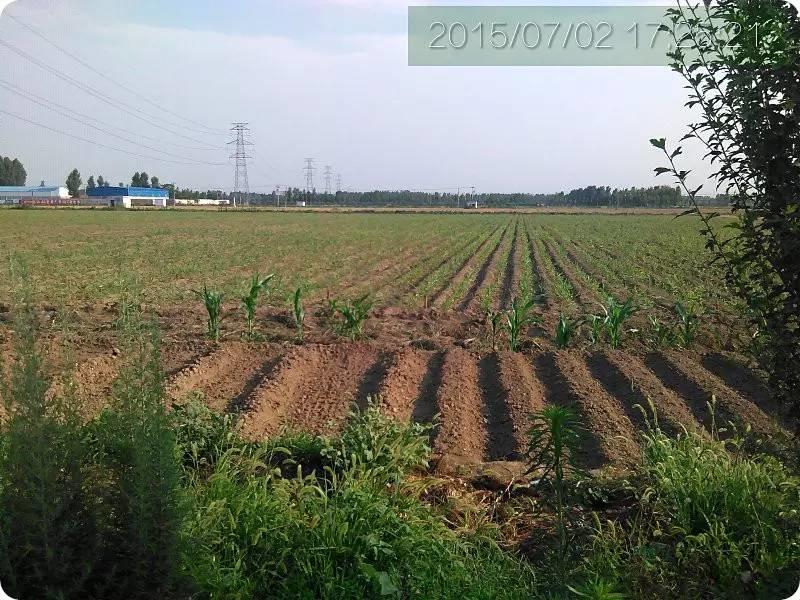 明德CSA生态姜园 姜东土地份额（劳动份额及配送份额）沟垄选购图集