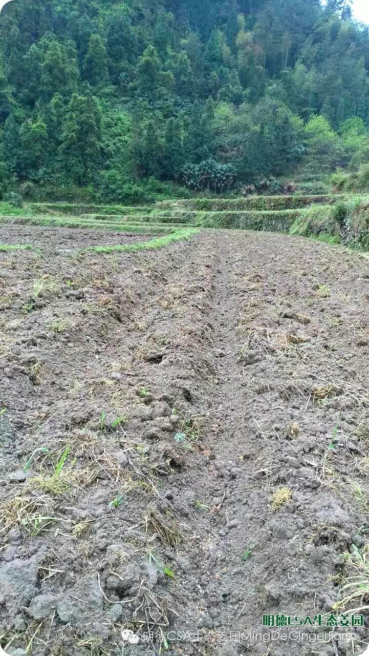 明德CSA生态姜园 浙江仙居仁庄村“七不”小黄姜基地介绍