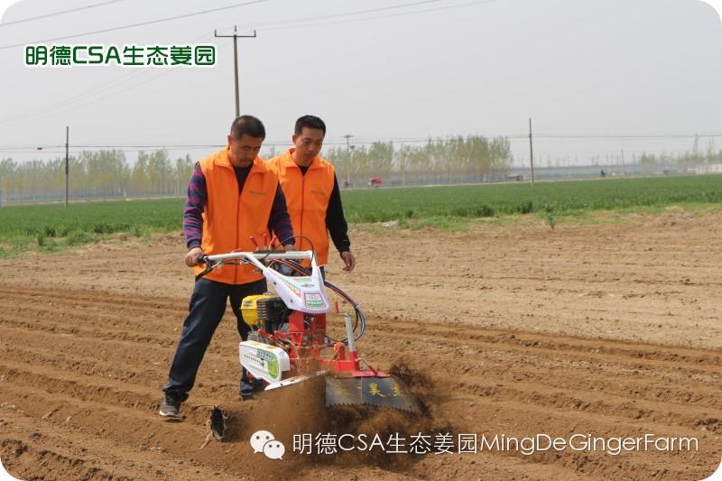 小黄姜种植技术图文详解