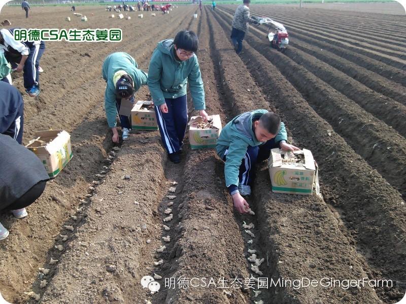 小黄姜种植技术图文详解