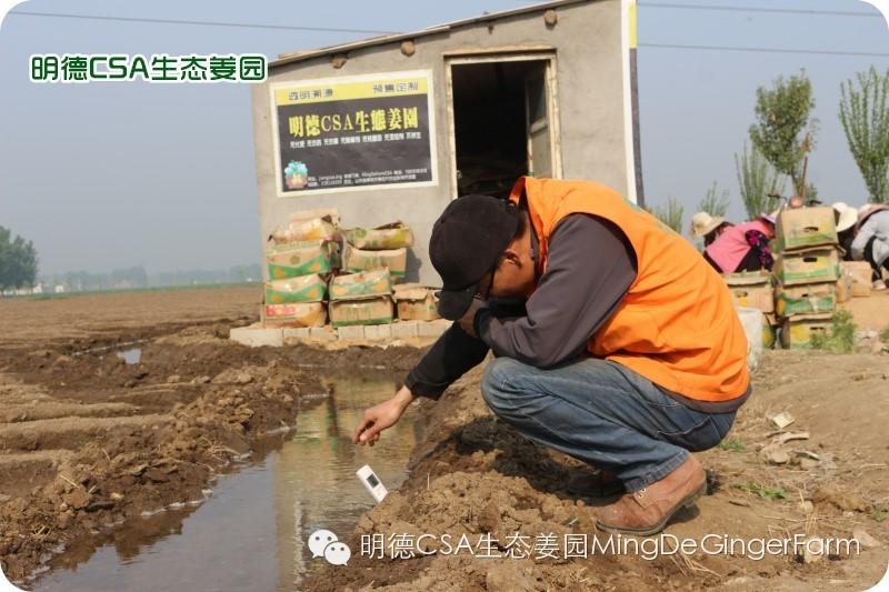 小黄姜种植技术图文详解