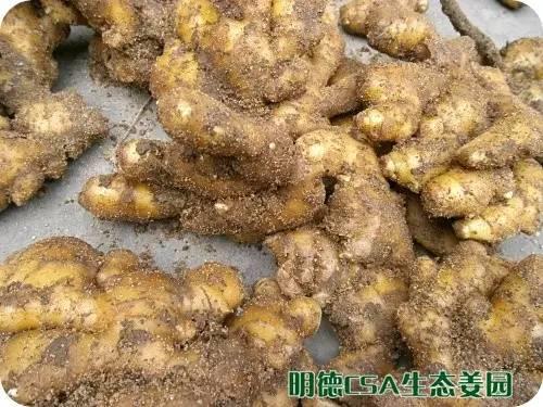 简报：3.5-3.28日 姜园选购 筛选 晾晒姜种3万5千斤